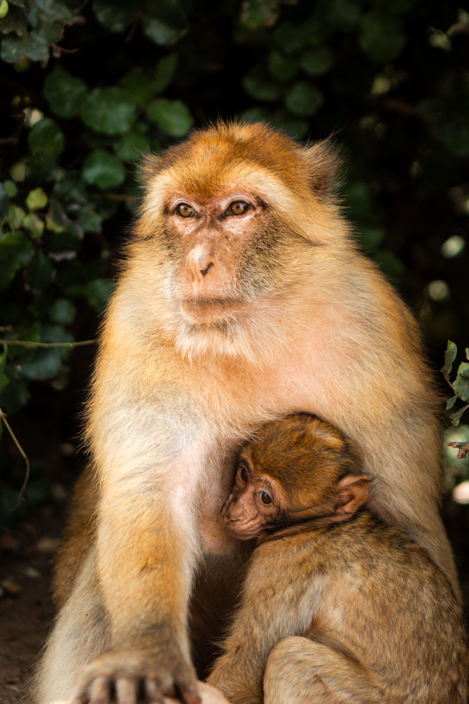 Macaca segura a sua cria nos braços